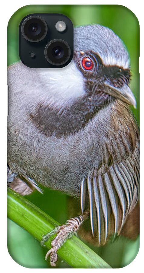 Black Throated Laughing Thrush iPhone Case featuring the photograph Hang Tight by Judy Kay