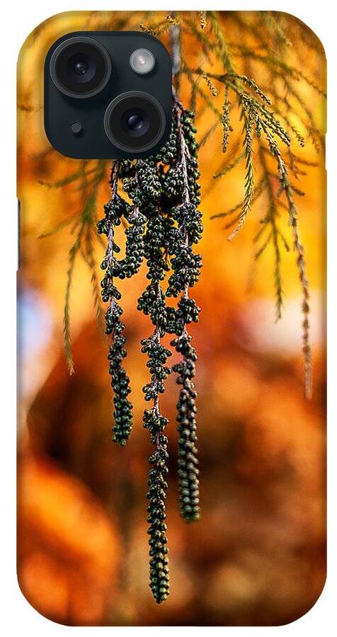 Leaves iPhone Case featuring the photograph Hanging Green Berries in Autumn by Stuart Litoff