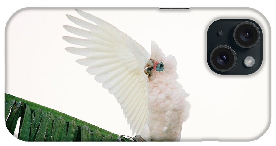 Corella iPhone Case featuring the photograph Happy Corella 3 by Russell Brown