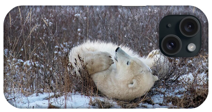 Polar Bear iPhone Case featuring the photograph Happy Polar Bear by Mark Hunter