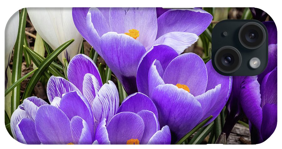 Crocus iPhone Case featuring the photograph Harbinger of Spring by Craig A Walker