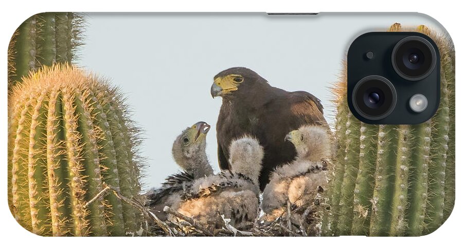 Harris Hawks iPhone Case featuring the photograph Harris Hawk Adult and Chicks 7955-050922-3 by Tam Ryan