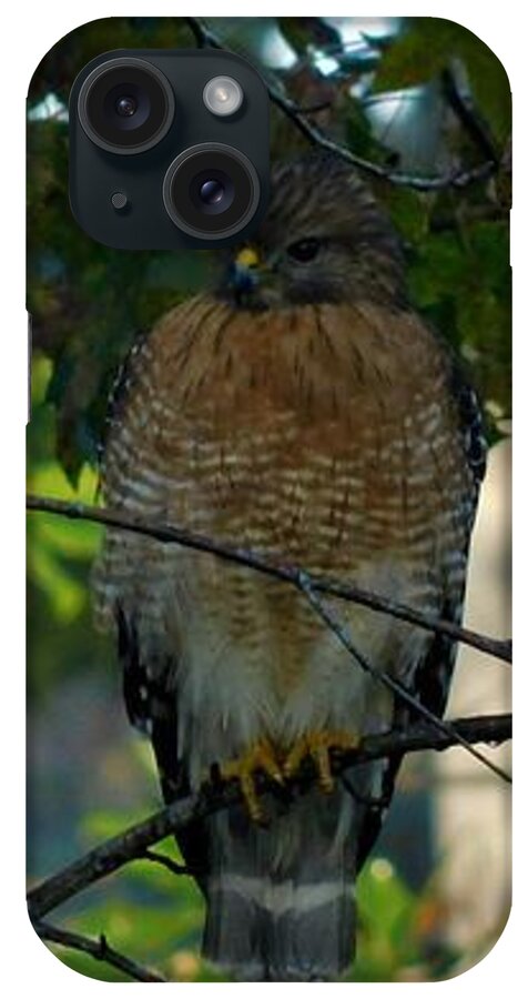 Red Shouldered Hawk iPhone Case featuring the photograph Hawk by Carl Moore
