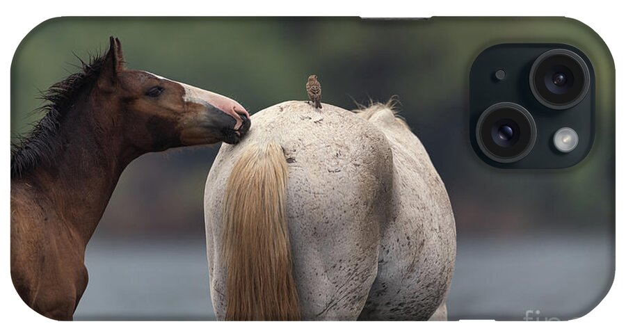 Yearling iPhone Case featuring the photograph Hello by Shannon Hastings