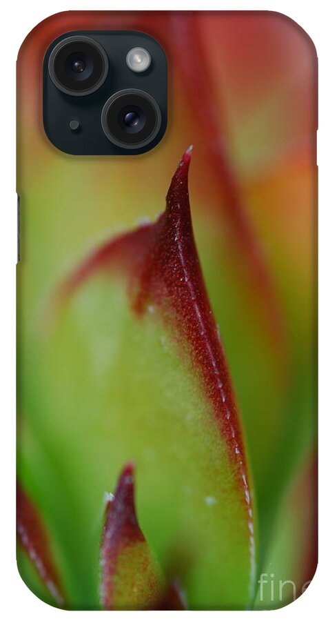 Hens And Chicks iPhone Case featuring the photograph Hens And Chicks #9 by Stephanie Gambini