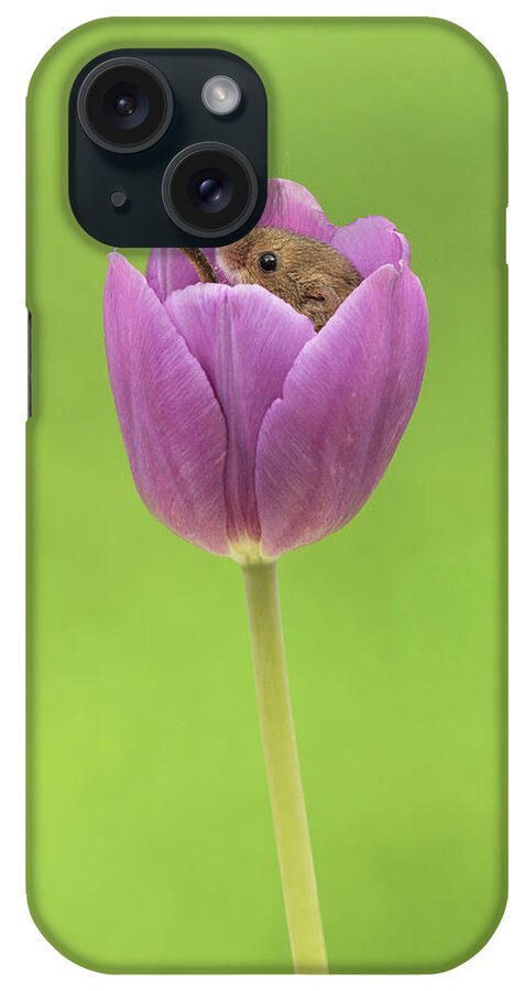 Harvest iPhone Case featuring the photograph HMTulips-7567 by Miles Herbert