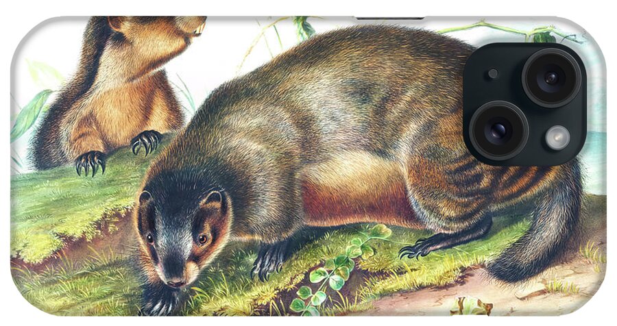 Hoary Marmot iPhone Case featuring the drawing Hoary Marmot by John Woodhouse Audubon
