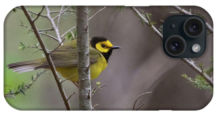 Hooded Warbler iPhone Case featuring the photograph Hooded Warbler in Hemlock by Cascade Colors