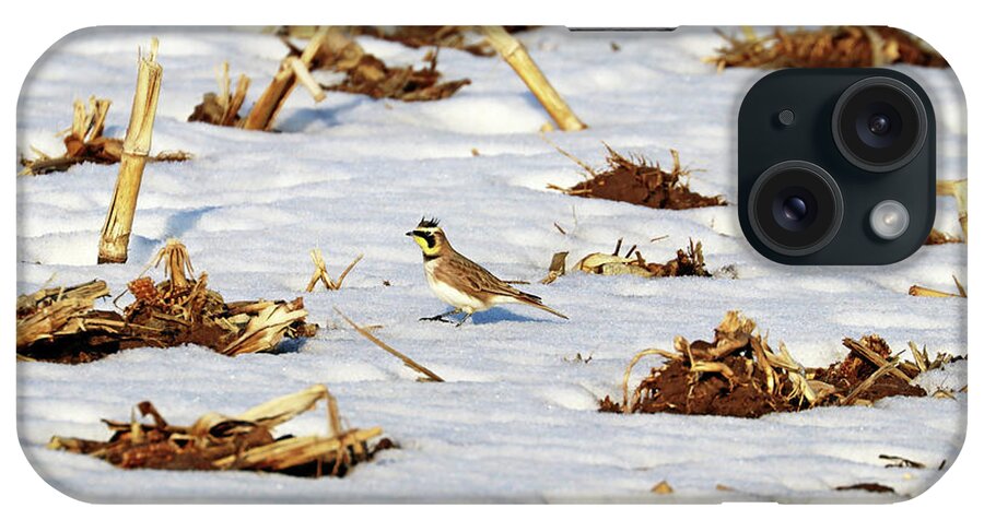 Lark iPhone Case featuring the photograph Horned Lark Foraging by Debbie Oppermann