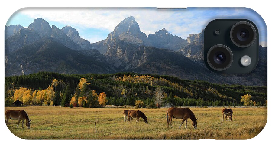 Grand Teton Mules In Autumn iPhone Case featuring the photograph Mules In The Tetons by Dan Sproul