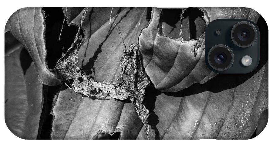 Beauty iPhone Case featuring the photograph Hosta V BW SQ by David Gordon