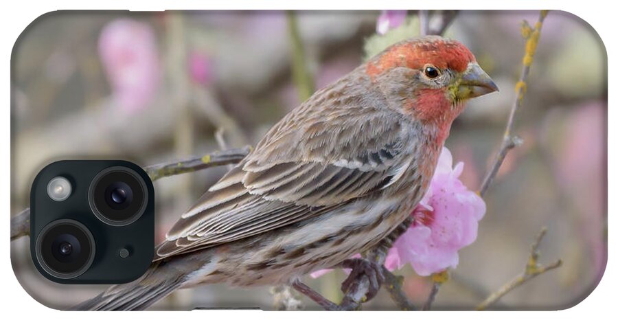 Cherry Tree iPhone Case featuring the photograph House Finch Visitor in Cherry Tree by Nancy Gleason