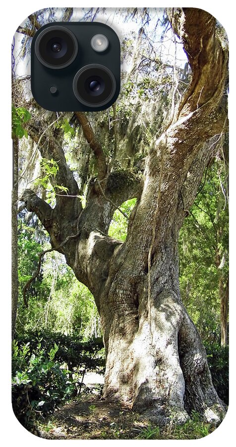 Tree iPhone Case featuring the photograph Huge Oak At Kingsley Plantation by D Hackett