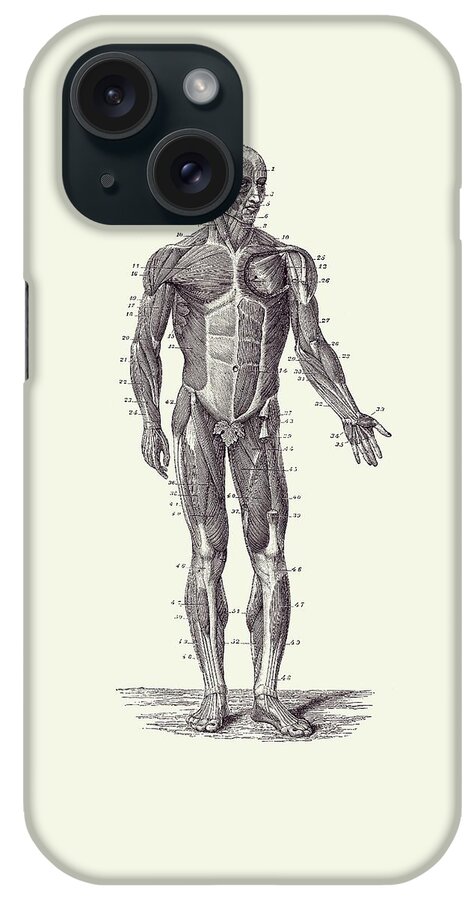 Skeleton iPhone Case featuring the drawing Human Muscle System - Vintage Anatomy 2 by Vintage Anatomy Prints