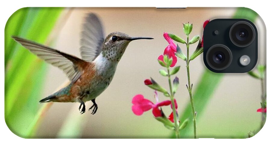 Hummingbirds Square iPhone Case featuring the photograph Humminbird Red Salvia Square by Carol Groenen