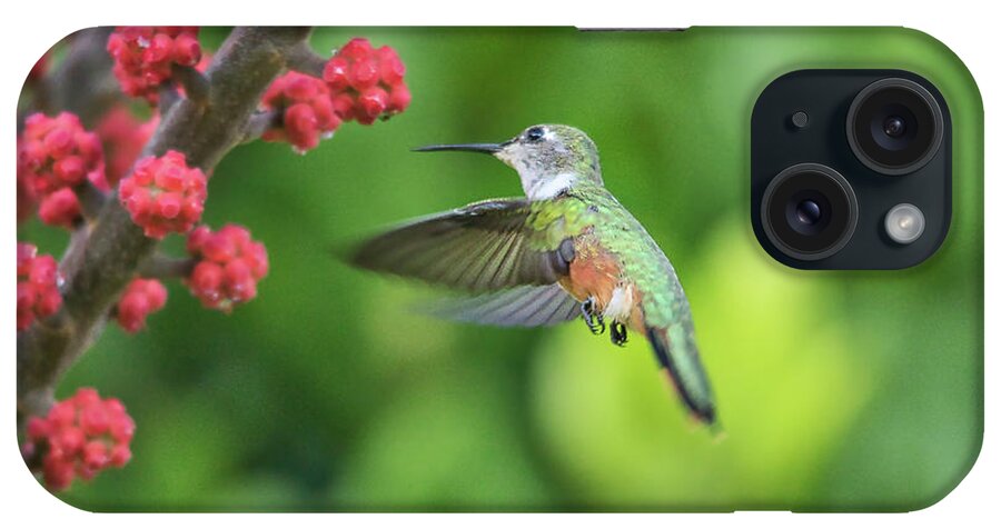 Humming Bird iPhone Case featuring the photograph Humming Bird in Flight by Montez Kerr