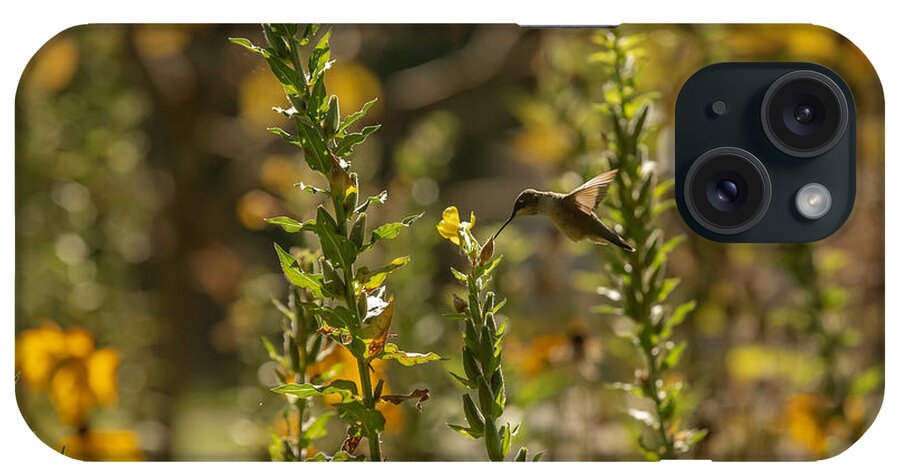 Hummingbird iPhone Case featuring the photograph Hummingbird in the Afternoon Sun by Diane Diederich