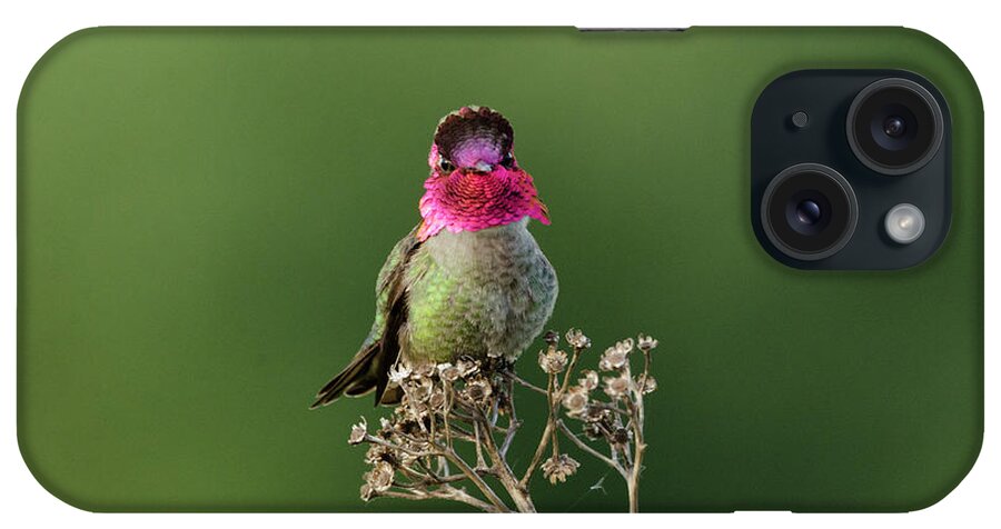 Bird iPhone Case featuring the photograph Hummingbird by Kristine Anderson