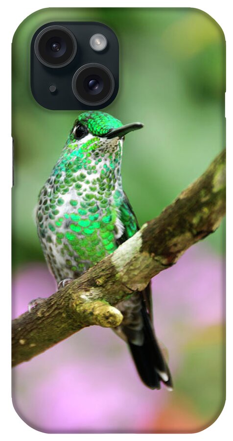 Hummingbird iPhone Case featuring the photograph Hummingbird by Oscar Gutierrez