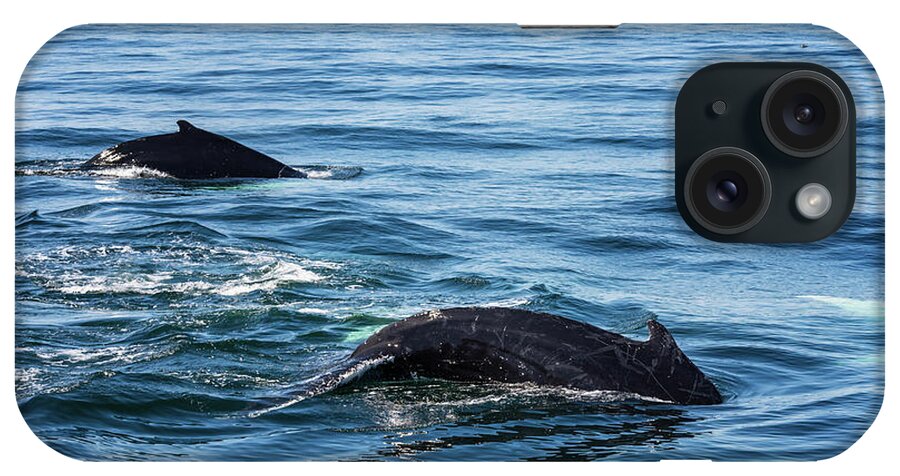 Humpback iPhone Case featuring the photograph Humpback and Calf Diving by Lorraine Cosgrove