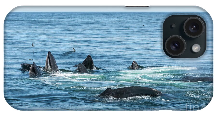 Humpback iPhone Case featuring the photograph Humpback Feeding Frenzy by Lorraine Cosgrove