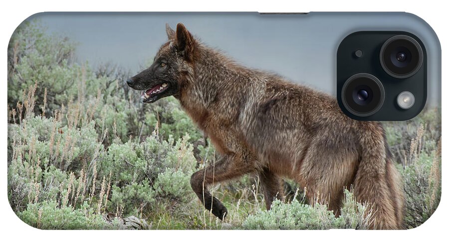 Mammals iPhone Case featuring the photograph Hunting by CR Courson