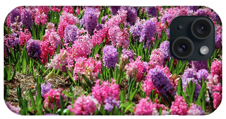 Hyacinth iPhone Case featuring the photograph Hyacinth Colorful Flowerbed by Cynthia Guinn