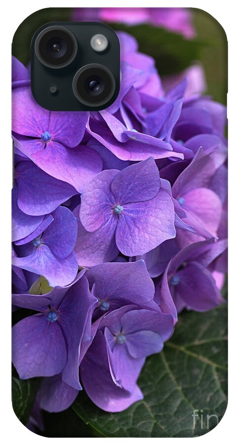 Hydrangea iPhone Case featuring the photograph Hydrangea Mauves And Pinks by Joy Watson
