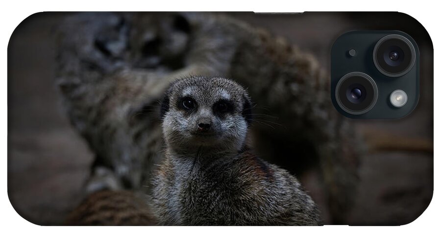 Meerkat iPhone Case featuring the photograph I Am Innocent I Tell Ya by Ernest Echols