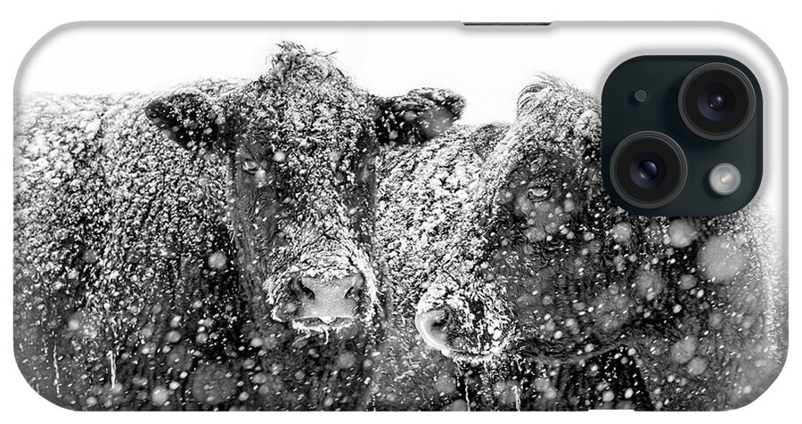 Cattle iPhone Case featuring the photograph Icicles on my Nose Black Angus Cows by Jennie Marie Schell