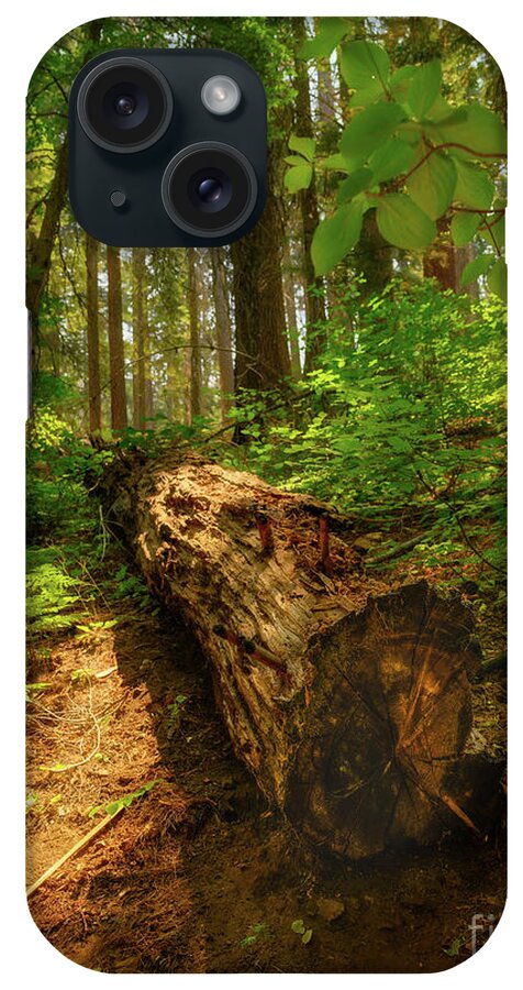 Tuolumne Groves iPhone Case featuring the photograph If the Tree Falls by Abigail Diane Photography