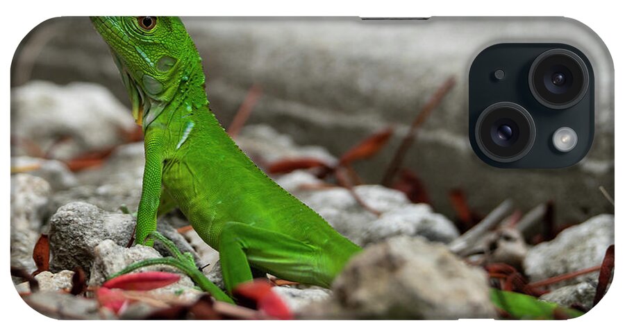 Camping iPhone Case featuring the photograph Iguana Time by Todd Tucker