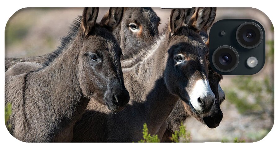 Wild Burros iPhone Case featuring the photograph I'm All Ears by Mary Hone