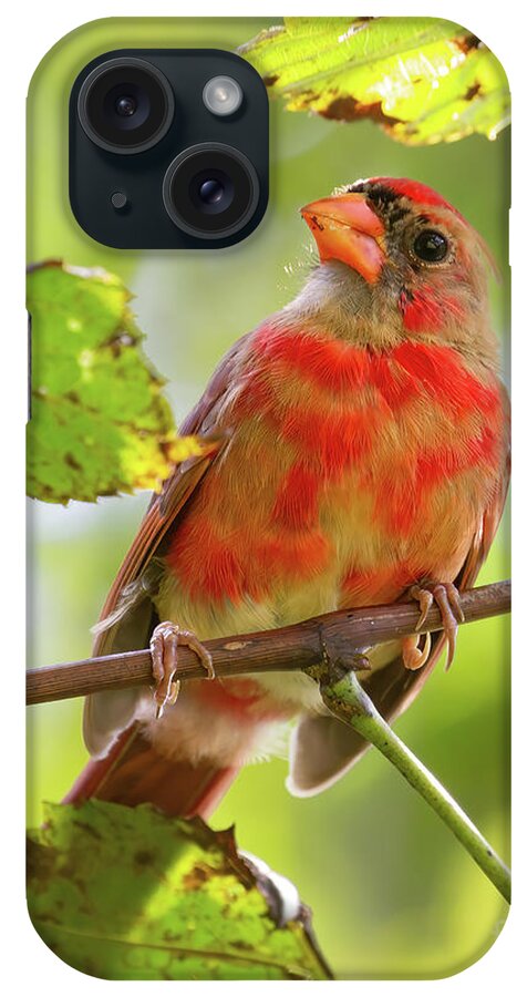 Cardinals iPhone Case featuring the photograph I'm Molting I'm Molting by Chris Scroggins