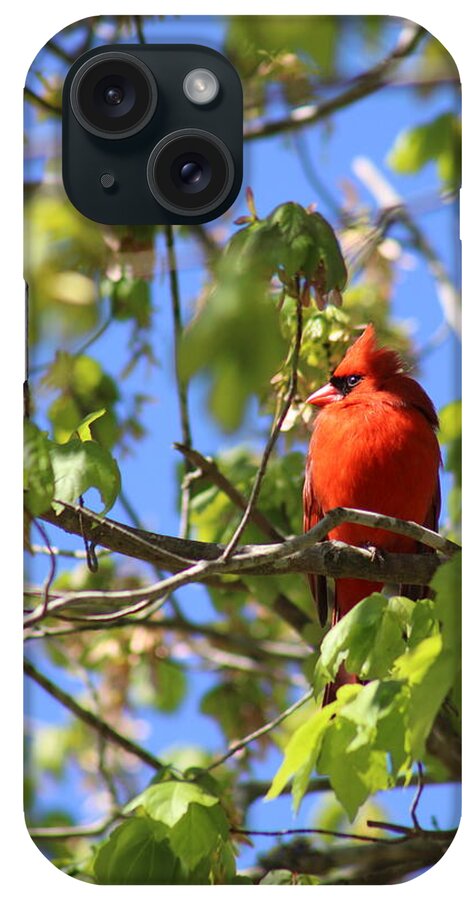 Northern Cardinal iPhone Case featuring the photograph In the Spotlight by Heather E Harman