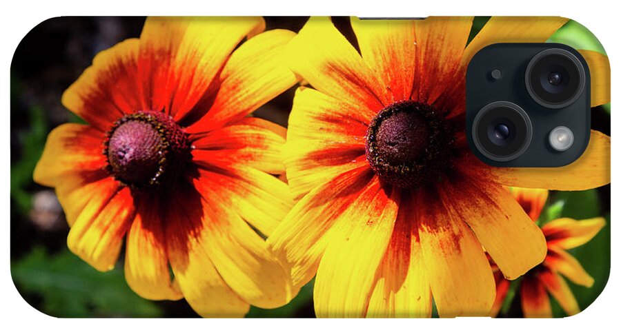 Blanket Flower iPhone Case featuring the photograph Indian Blanket Flowers by Aashish Vaidya