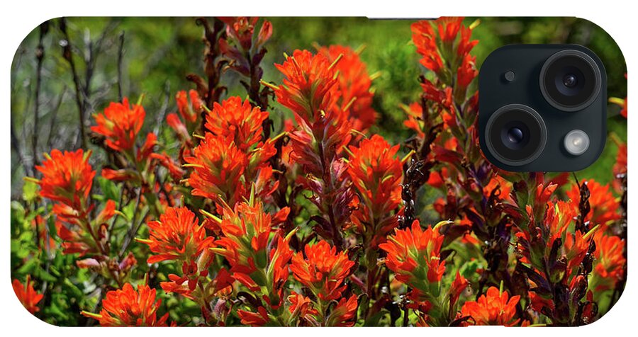 Indian Paintbrush iPhone Case featuring the photograph Indian Paintbrush Big Sur by Brett Harvey