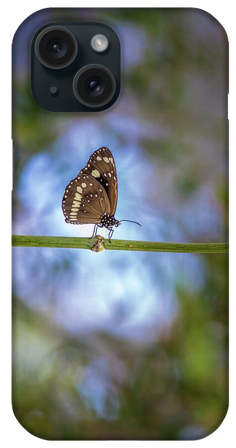 Beautiful Butterfly iPhone Case featuring the photograph Intrepid Wanderer by Az Jackson