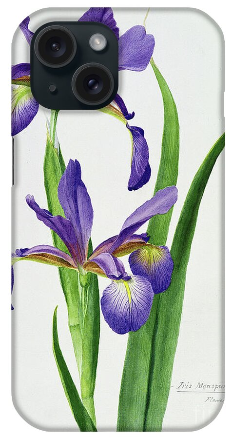 Flower iPhone Case featuring the painting Iris monspur by Anonymous