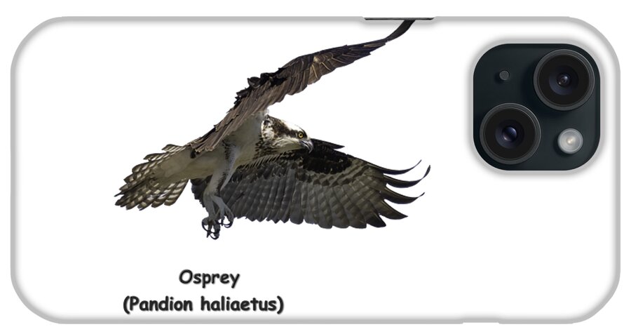 Osprey iPhone Case featuring the photograph Isolated Osprey 2021-2-A by Thomas Young