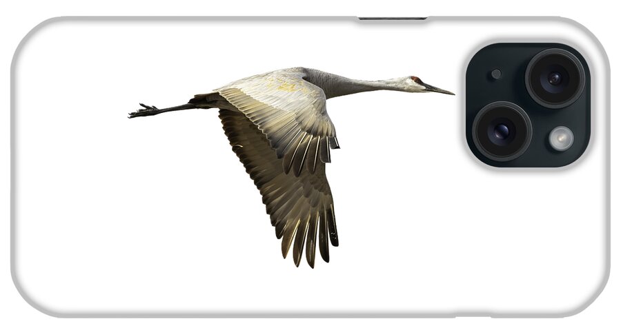 Sandhill Crane iPhone Case featuring the photograph Isolated Sandhill Crane 1-2021 by Thomas Young