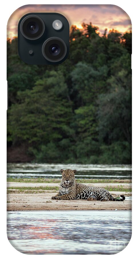 00536728 iPhone Case featuring the photograph Jaguar along Cuiaba River by Suzi Eszterhas