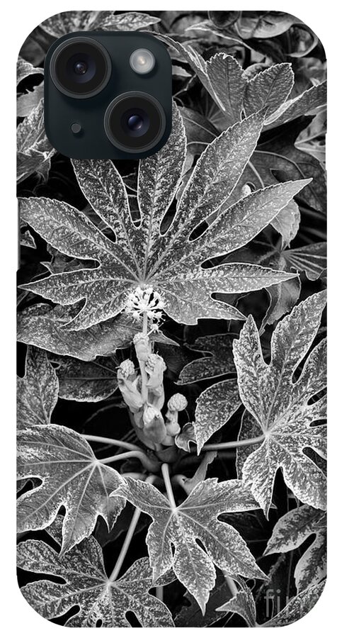 Fatsia Japonica Spiders Web iPhone Case featuring the photograph Japanese Aralia Spiders Web Monochrome by Tim Gainey