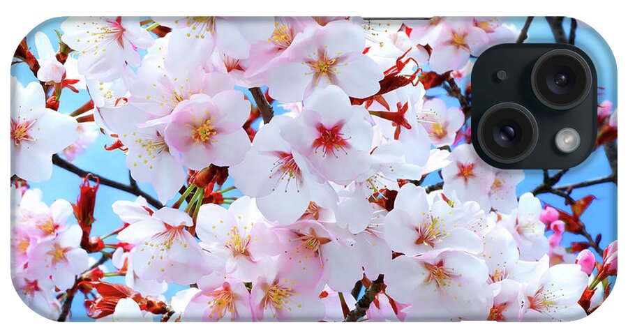 Japanese Cherry iPhone Case featuring the photograph Japanese Cherry Tree Blossoms by Scott Cameron