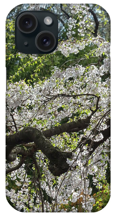 Flower iPhone Case featuring the photograph Japanese Flowering Cherry 5 by Dawn Cavalieri