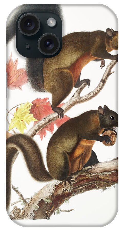Squirrel iPhone Case featuring the mixed media John Woodhouse Audubon by World Art Collective
