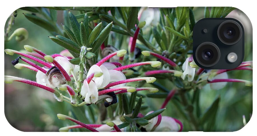 Jubilee Grevillea iPhone Case featuring the photograph Jubilee Grevillea by Elaine Teague