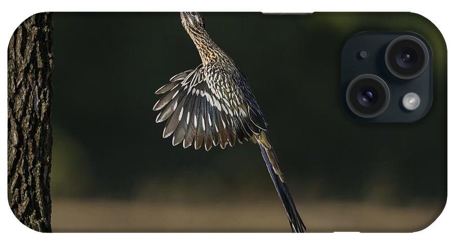 Greater Roadrunner iPhone Case featuring the photograph Jumping to Feed by Puttaswamy Ravishankar