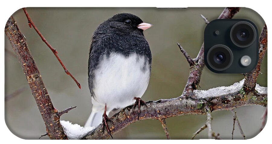 Junco iPhone Case featuring the photograph Junco On Snowy Branch by Debbie Oppermann