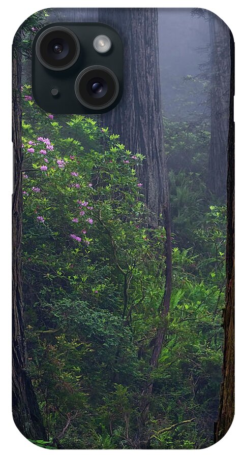 Trees iPhone Case featuring the photograph Just a Peek by Chuck Jason